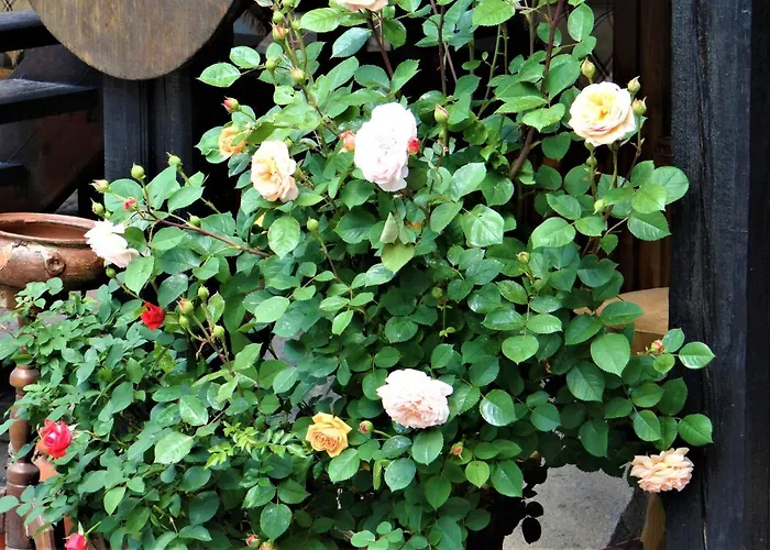 за гости The Old House ホテル 3*